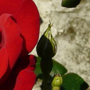 Pоза Ена Харкнес - червен - Чайно хибридни рози 